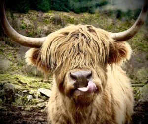 Highland Cow