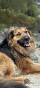 Dog photo