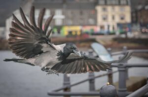 Sheila MacIntyre Photography