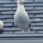 The crafty gull